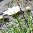 Foto von Besonderheit Leucanthemum halleri