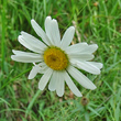 Portraitfoto Leucanthemum heterophyllum