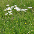 Habitusfoto Leucanthemum heterophyllum