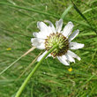 Blütenfoto Leucanthemum heterophyllum