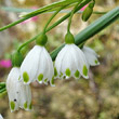 Blütenfoto Leucojum aestivum