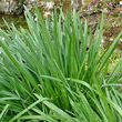 Blätterfoto Leucojum aestivum