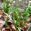 Blätterfoto Leucojum vernum