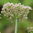 Blütenfoto Ligusticum mutellina