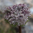 Portraitfoto Ligusticum mutellinoides