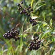 Fruchtfoto Ligustrum vulgare