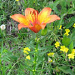 Blütenfoto Lilium bulbiferum subsp. bulbiferum