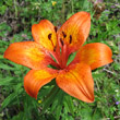 Portraitfoto Lilium bulbiferum subsp. bulbiferum