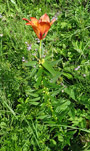 Habitusfoto Lilium bulbiferum subsp. bulbiferum