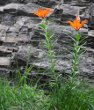 Habitusfoto Lilium bulbiferum ssp. croceum