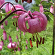 Portraitfoto Lilium martagon