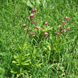 Habitusfoto Lilium martagon