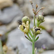 Fruchtfoto Linaria alpina subsp. petraea