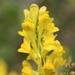 Portraitfoto Linaria angustissima