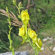 Portraitfoto Linaria genistifolia subsp. dalmatica