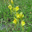 Blütenfoto Linaria genistifolia subsp. dalmatica
