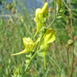 Foto Kelch Linaria genistifolia subsp. dalmatica