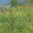 Habitusfoto Linaria genistifolia subsp. dalmatica