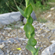 Blätterfoto Linaria genistifolia subsp. dalmatica