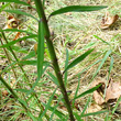 Blätterfoto Linaria purpurea