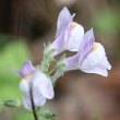 Portraitfoto Linaria repens