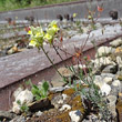 Habitusfoto Linaria supina