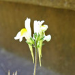 Foto Kelch Linaria supina