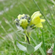 Portraitfoto Linaria tonzigii