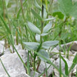 Blätterfoto Linaria tonzigii