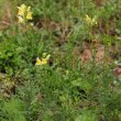 Habitusfoto Linaria vulgaris