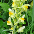 Portraitfoto Linaria vulgaris