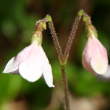 Portraitfoto Linnaea borealis