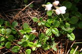 Blätterfoto Linnaea borealis