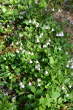 Habitusfoto Linnaea borealis