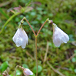 Blütenfoto Linnaea borealis