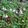 Habitusfoto Linnaea borealis