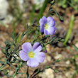 Portraitfoto Linum alpinum