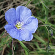 Portraitfoto Linum austriacum