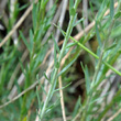 Blätterfoto Linum austriacum