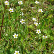 Habitusfoto Linum catharticum