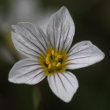 Blütenfoto Linum catharticum