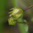 Fruchtfoto Linum catharticum