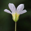 Foto Kelch Linum catharticum