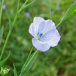 Portraitfoto Linum usitatissimum