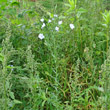 Habitusfoto Linum usitatissimum