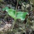 Blätterfoto Listera cordata