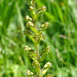 Foto von Besonderheit Listera ovata