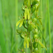 Blütenfoto Listera ovata
