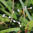 Fruchtfoto Lithospermum officinale
