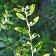 Foto von Besonderheit Lithospermum officinale